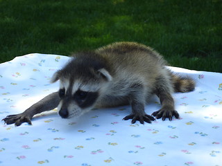 Image showing Baby Raccoon