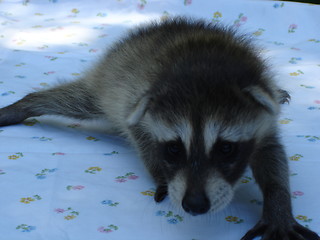 Image showing Baby Raccoon