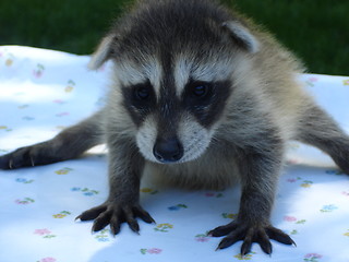 Image showing Baby Raccoon