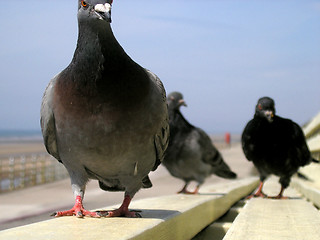 Image showing Pigeon