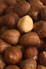 Image showing filbert nuts