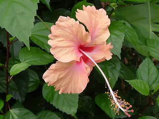 Image showing Malaysian national flower