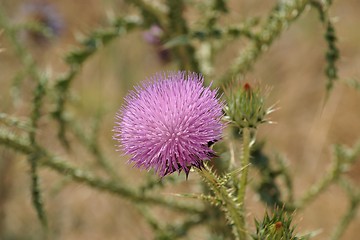 Image showing Pink flower of Syrian thistle 