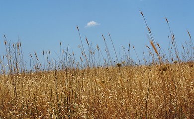 Image showing Yellow grass on blue sky background
