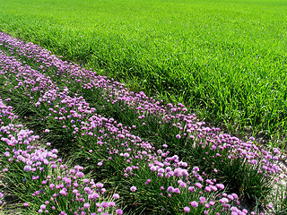 Image showing Green and purple