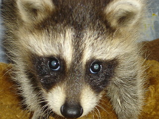 Image showing Baby Raccoon