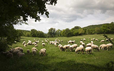 Image showing Shheps in Tuscany