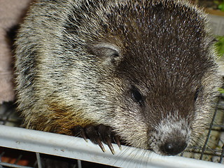 Image showing Woodchuck