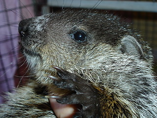 Image showing Woodchuck