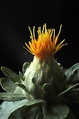 Image showing orange flower1