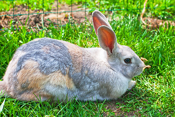 Image showing rabbit