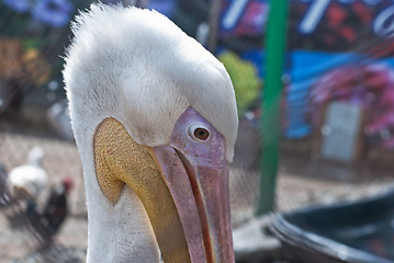 Image showing pelican