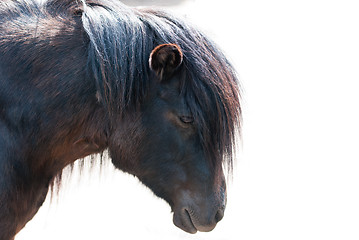 Image showing pony closeup