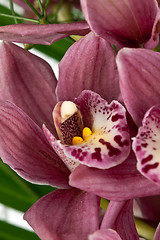 Image showing bouquet of purple orchids