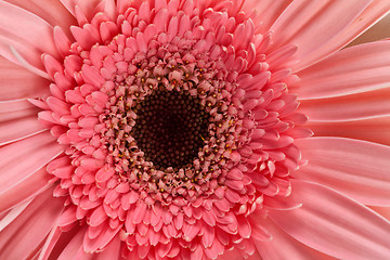 Image showing fresh pink gerbera