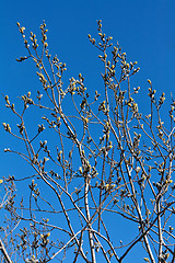 Image showing willow branches with buds