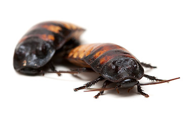 Image showing two Madagascar cockroaches