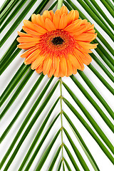 Image showing orange gerbera