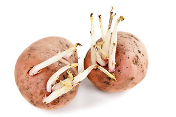 Image showing potato sprouts