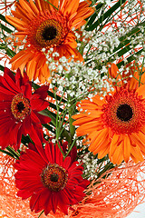 Image showing fresh gerbera flower