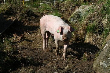 Image showing Pig