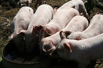 Image showing Pigs drinking water