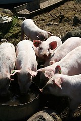 Image showing Pigs drinking water