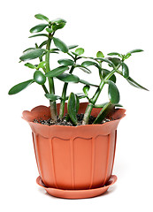 Image showing money tree in brown plastic pot