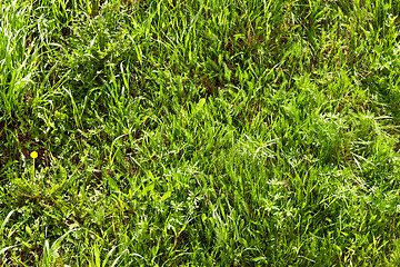 Image showing background of spring green grass