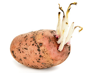 Image showing potato sprouts