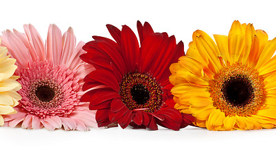 Image showing three gerbera