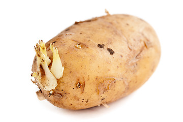 Image showing potato sprouts