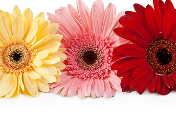 Image showing three gerbera