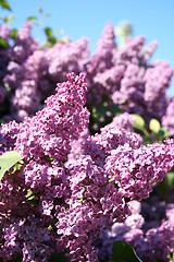 Image showing Lilac with leaves on a blue sky