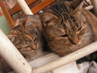 Image showing Cat and kitty