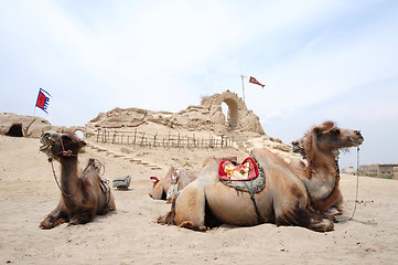 Image showing Camels in front of an old castle