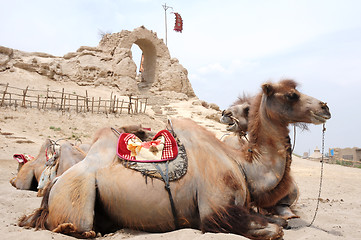 Image showing Camels in front of an old castle