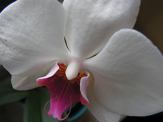 Image showing orchid