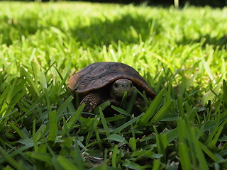 Image showing Turtle in Zambia, Livingstone