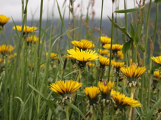 Image showing Flowers in Sogndal