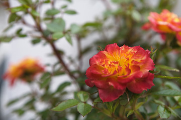 Image showing Pink and Yellow Rose