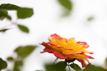 Image showing Pink and Yellow Rose