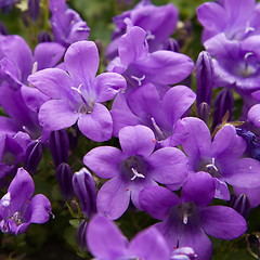 Image showing Purple Flower