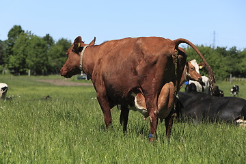 Image showing Cow shitting