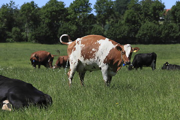 Image showing Cow peeing