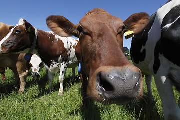 Image showing Cow in field
