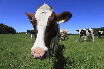 Image showing Cow close-up