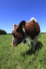 Image showing Cow in field