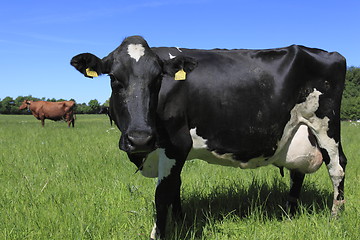 Image showing Cow black and white