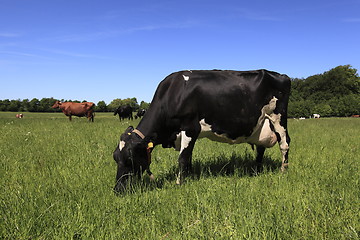 Image showing Cow